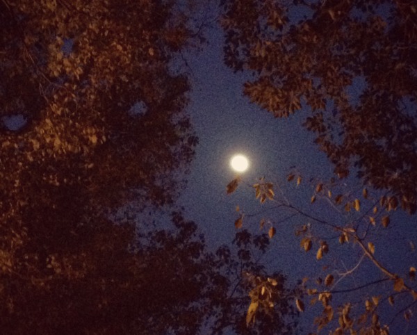 Moon in trees on park ave
